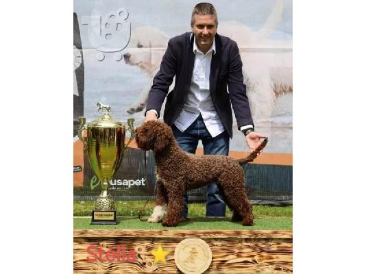 Lagotto Romagnolo, κουτάβια κρατήσεων